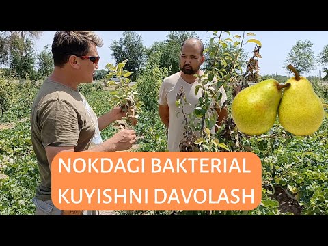 Video: Nok daraxtining kuyishi bilan davolash - nokdagi yong'inni davolash