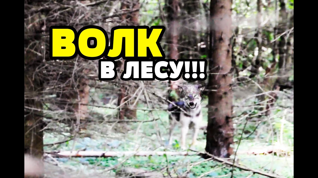 Пародия на волк. Волк и грибы.