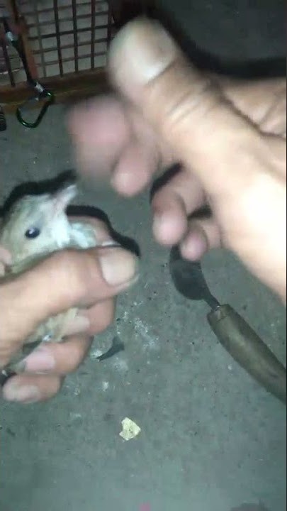 kancilan bakau macet bunyi,, ini solusinya
