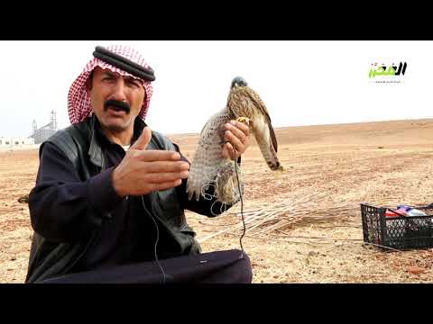 الم ح ر ر  من هواية إلى مهنة صيد الطائر الحر في المناطق المحررة شمال سوريا