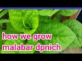 how we grow Malabar spinach