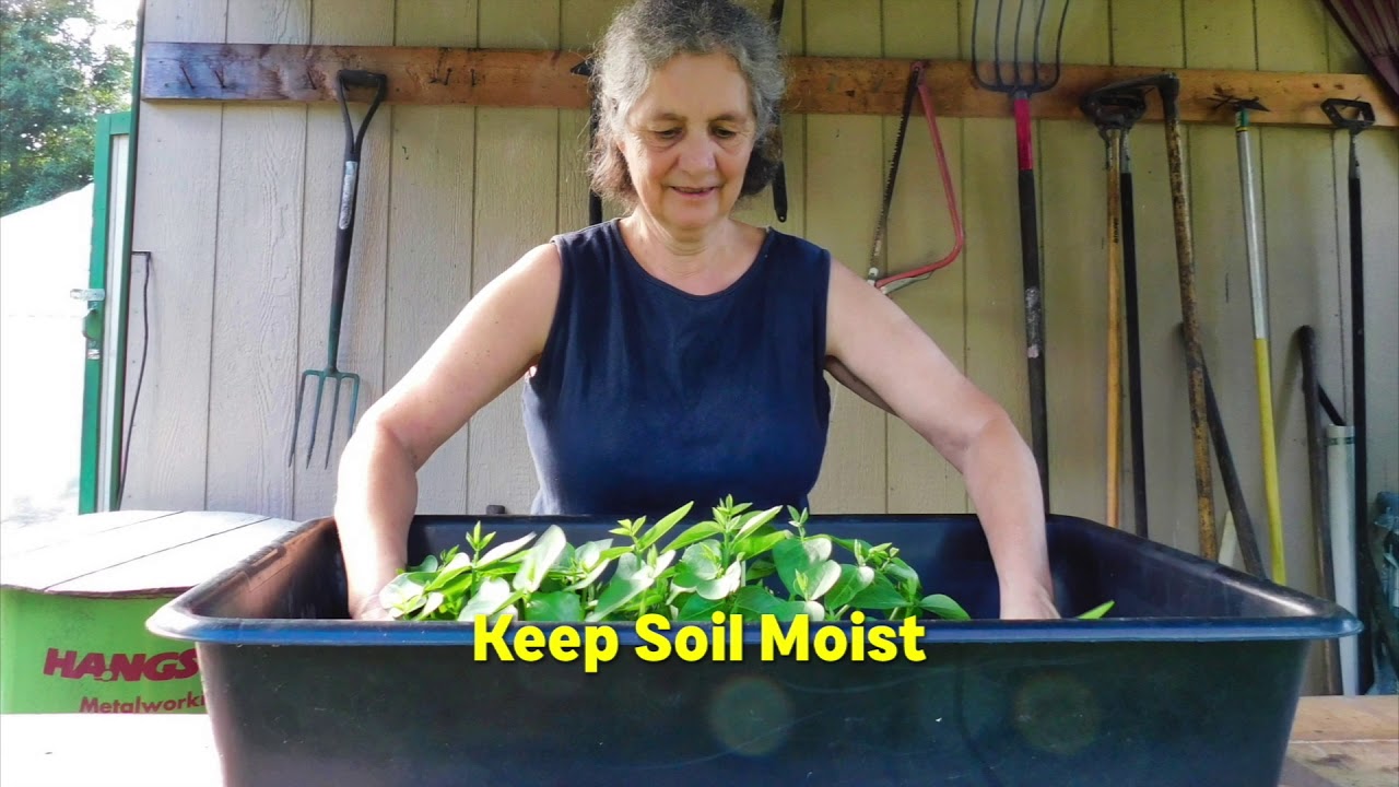 How to Grow Microgreens for Nutrition