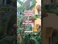 AYYA PAKKAM S&P RESIDENCY PLOT SALE 1353 PER SQFT ₹8000/-NEGOTIABLE 8248848417..