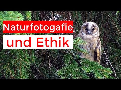 Video: Sparrow Owl: eine Lebensweise. Sperlingseule zu Hause