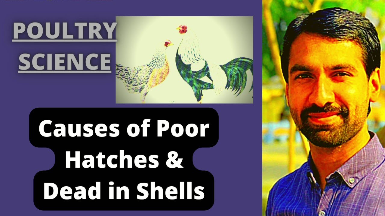 Poultry Science| Causes of Poor Hatches & Dead in shells| Poor hatchability & embryo mortality