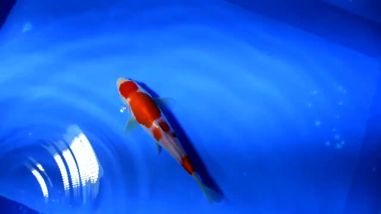 第5回ライブ鯉カップ Part II】260215-094の出品鯉のご紹介！！ - YouTube