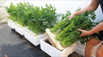 Everything You Need to Know About Growing Hydroponic Celery at Home From A - Z