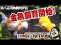 初めて金魚を飼う!生体導入編 【金魚・Goldfish】