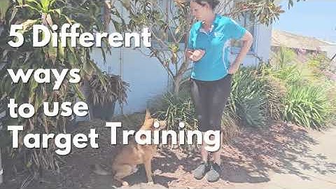 🐾 Teach Your Dog to "Touch" | Week 1 of 5 🐾