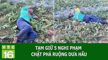 TẠM GIỮ 5 NGHI PHẠM CHẶT PHÁ RUỘNG DƯA HẤU | VTC16