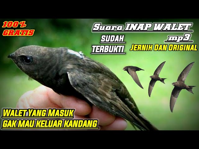 SUARA INAP WALET TERbaik SELAMANYA | Sudah Terbukti class=