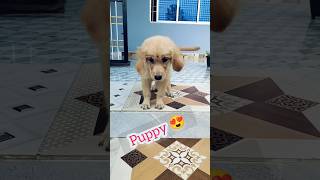 Golden Retriever😍||Love|| #dog #dogslife #doglover #dogshorts #subscribe #puppies #love #shortvideo