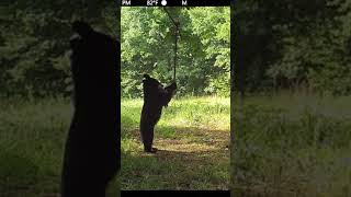 Little Explorer: Bear Cub's Encounter with Scrape Rope #wildlife  #blackbears #arkansaswildlife