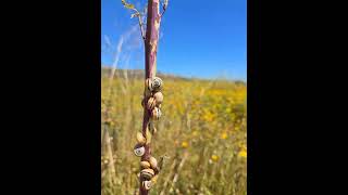 White Point Nature Reserve mollusks