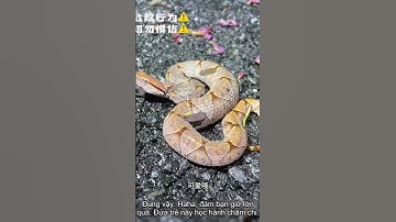 Tìm rắn bất ngờ gặp thần sấm!  #animals #snake #khampha #rắn #shorts #tintuc #automobile