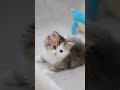 「本当に兄弟ですか?」と言われました🐾
