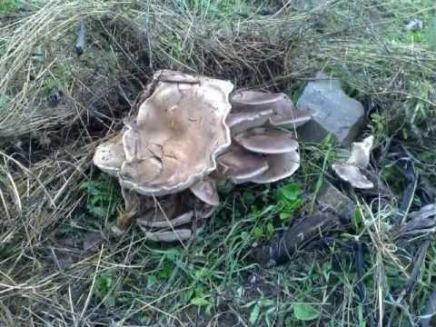 Video: Carne Di Alce Giovane Con Funghi