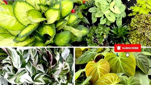 I'll show you the plants I bought, let's go to the nursery to look for more plants and plant them!
