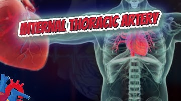 Internal thoracic artery - Human Heart ❤️ and Cardiology ❤️🔊✅