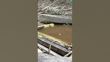 MUDAH NYA MANCING GURAME LIAR DI KALIMANTAN