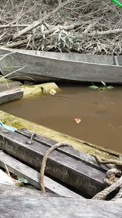 MUDAH NYA MANCING GURAME LIAR DI KALIMANTAN