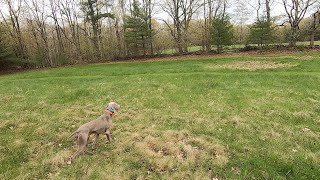 The Weimaraner