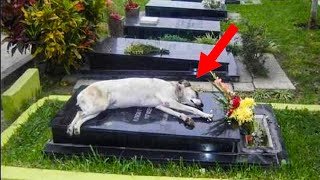 He Stayed at His Owner&#39;s Grave Day and Night Until They Discovered The Reason Why