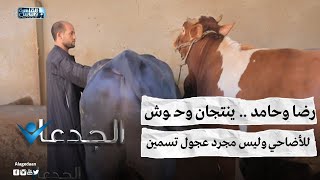 رضا وحامد .. ينتجان وحــ ـوش للأضاحي وليس مجرد عجول تسمين