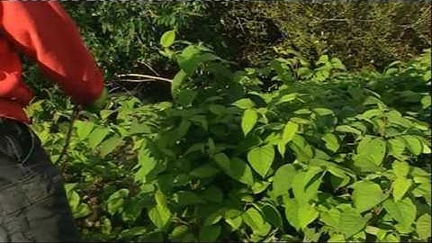 Japanese Knotweed & Difficult Weeds | Video | Roundup Weedkiller