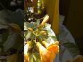 Asmanda Plant- Stem propagation in garden, flower vase| Flowers #love #naturelovers #nature #garden