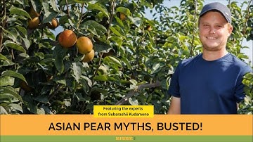 Asian Pear Myths, Busted! (with Subarashii Kudamono)