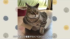 ぽちゃ猫部 猫おもしろ動画 猫のパンちゃん 猫のまめちゃん Youtube