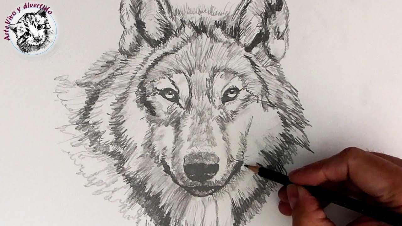 Como Dibujar Un Lobo Realista Con Lapiz Paso A Paso Y Muy Facil Youtube