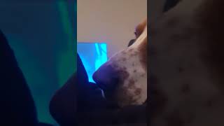 He howls when he hears a certain sound 🤣 #dogs #shorts #howling #cute #reels #reelsshorts