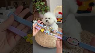 Keep Bugs Away! Cute Collar for Dogs & Cats #PetHacks #SummerEssentials