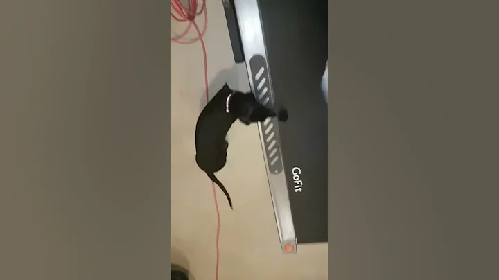 Dachshund being inventive