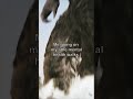 RockZilla | #godzilla #godzillavskong #godzillaxkongthenewempire #meme