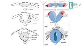 CNS Embryology