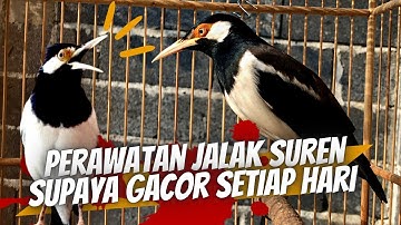 Cara Mengatasi Burung Jalak Suren Macet Bunyi Pasti Langsung Gacor Kalau Mau Pakai Cara Ini