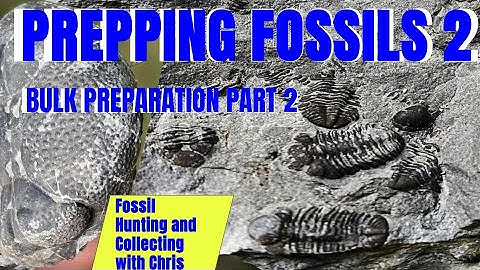 Prepping Fossils. Bulk Fossil Preparation Part 2. Fossil Hunting & Collecting With Chris Trilobites