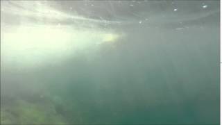 Depth Control of the Biomimetic U-CAT Turtle-Like AUV With Experiments in Real Operating Conditions
