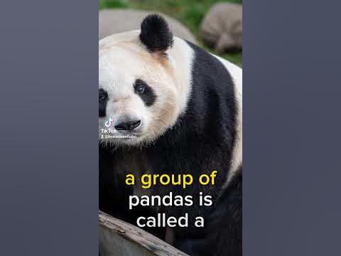 what group of pandas called? - YouTube