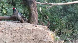 Mvi 0405 Male Khaleej Pheasant, Birders Den, Sattal, 120223