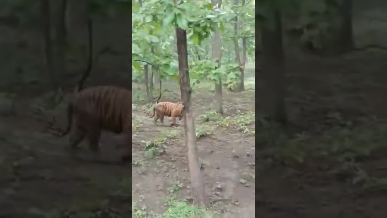 Wildlife Sabarimala forestkeral forest