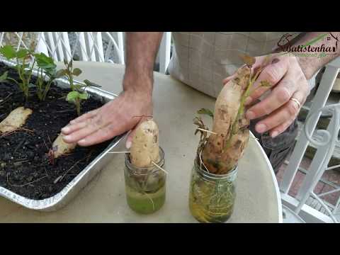 Mudas de Batata Doce - Terra Vs Água / Sweet Potato Slips - Soil vs Water