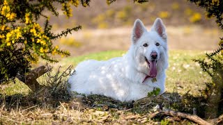 Exploring the Love of Outdoor Adventures in Australian Shepherds