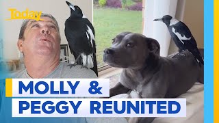 Insta-famous Molly the magpie has been reunited with Peggy the staffy | Today Show Australia