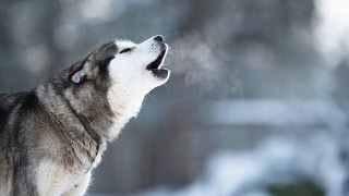 Husky Howling - Compilation Video by The Burgs 88,202 views 7 years ago 2 minutes, 1 second