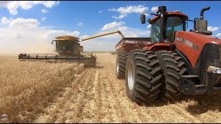 12 Claas Lexion Combines cutting Winter Wheat near Byers Colorado