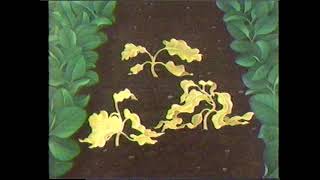 KRCG Commercials May 1985 11/14